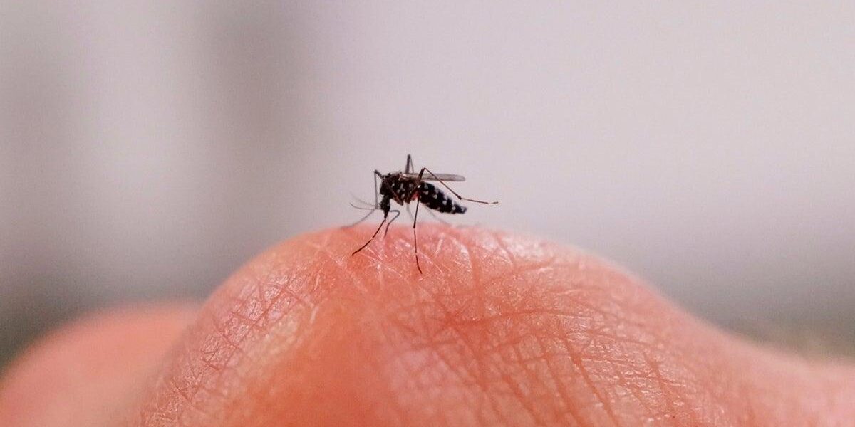New Research Reveals Why Some Individuals Are Mosquito Magnets New Research Reveals Why Some Individuals Are Mosquito Magnets