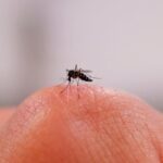 New Research Reveals Why Some Individuals Are Mosquito Magnets New Research Reveals Why Some Individuals Are Mosquito Magnets