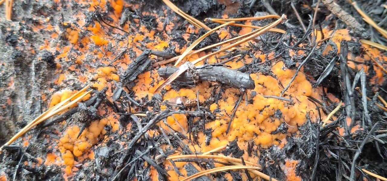 Post-Wildfire Fungus: Bright Orange ‘Fire Fungus’ Appears in Cairngorms Post-Wildfire Fungus: Bright Orange ‘Fire Fungus’ Appears in Cairngorms