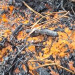 Post-Wildfire Fungus: Bright Orange ‘Fire Fungus’ Appears in Cairngorms Post-Wildfire Fungus: Bright Orange ‘Fire Fungus’ Appears in Cairngorms
