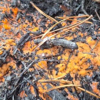 Post-Wildfire Fungus: Bright Orange ‘Fire Fungus’ Appears in Cairngorms