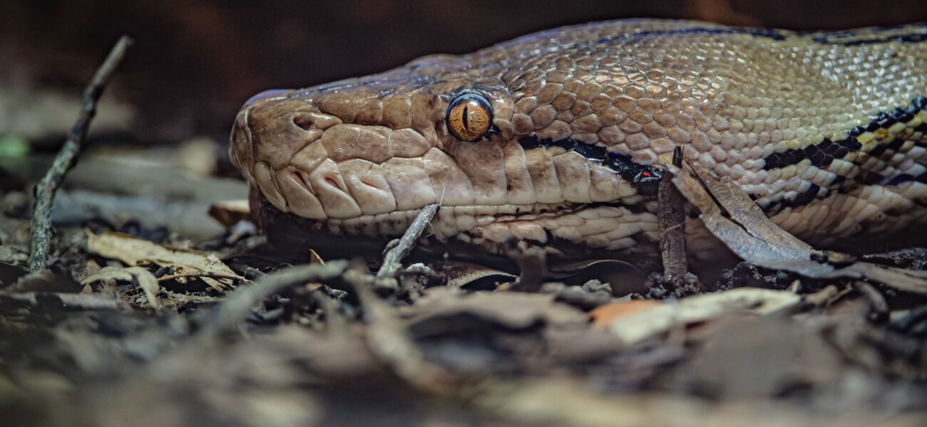 World-First Electrochemotherapy Treats Reticulated Python at Chester Zoo World-First Electrochemotherapy Treats Reticulated Python at Chester Zoo