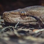World-First Electrochemotherapy Treats Reticulated Python at Chester Zoo World-First Electrochemotherapy Treats Reticulated Python at Chester Zoo