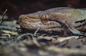 World-First Electrochemotherapy Treats Reticulated Python at Chester Zoo