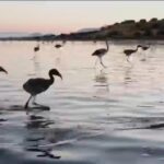 Annual Flamingo Ringing at Spain’s Fuente de Piedra Lake Begins Annual Flamingo Ringing at Spain’s Fuente de Piedra Lake Begins