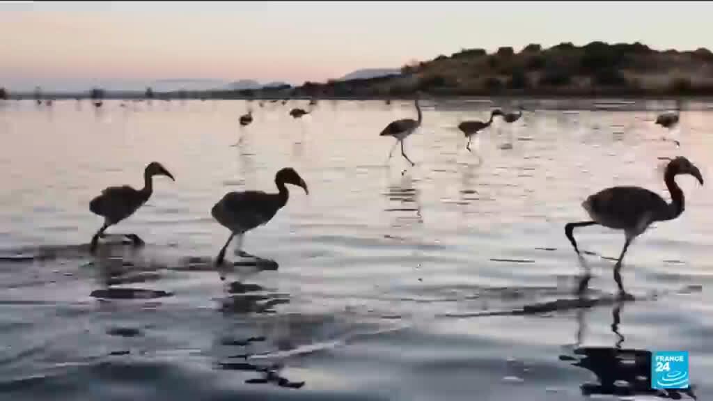 Annual Flamingo Ringing at Spain’s Fuente de Piedra Lake Begins Annual Flamingo Ringing at Spain’s Fuente de Piedra Lake Begins