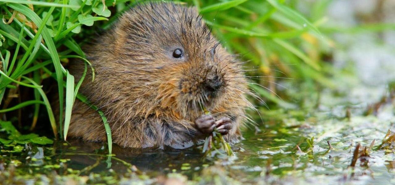Water Vole Population Reestablished on Hogsmill River: Conservation Success Water Vole Population Reestablished on Hogsmill River: Conservation Success