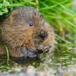 Water Vole Population Reestablished on Hogsmill River: Conservation Success