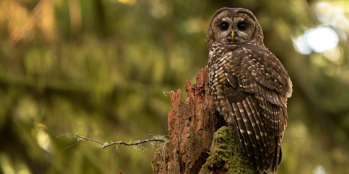 Trump Announces Rollback of Endangered Species Act Protections Trump Announces Rollback of Endangered Species Act Protections