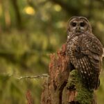 Trump Announces Rollback of Endangered Species Act Protections
