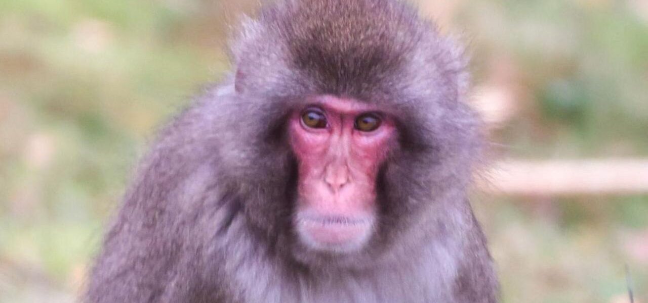 Monkey Escapes from Highland Wildlife Park in Cairngorms, Raises Safety Concerns Monkey Escapes from Highland Wildlife Park in Cairngorms, Raises Safety Concerns