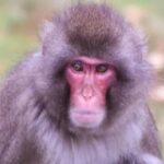 Monkey Escapes from Highland Wildlife Park in Cairngorms, Raises Safety Concerns