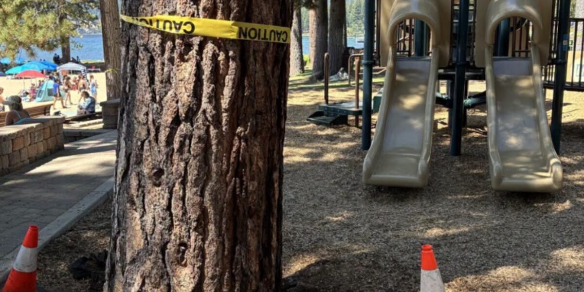 Investigation Uncovers Possible Deliberate Tree Poisoning at Private Beach Community