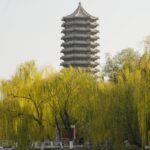 Rising Urban Temperatures Cause Certain Trees to Worsen Air Quality