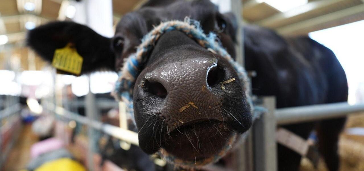UK Farm Show Prohibits Cattle and Sheep Due to Bluetongue Outbreak UK Farm Show Prohibits Cattle and Sheep Due to Bluetongue Outbreak