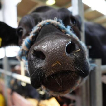 UK Farm Show Prohibits Cattle and Sheep Due to Bluetongue Outbreak UK Farm Show Prohibits Cattle and Sheep Due to Bluetongue Outbreak