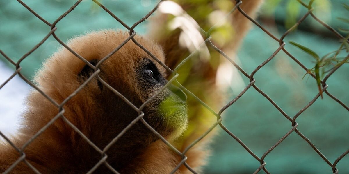 California’s Gibbon Conservation Center Celebrates 50 Years of Protecting Endangered Singing Gibbons