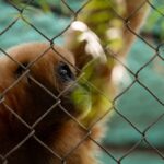 California’s Gibbon Conservation Center Celebrates 50 Years of Protecting Endangered Singing Gibbons