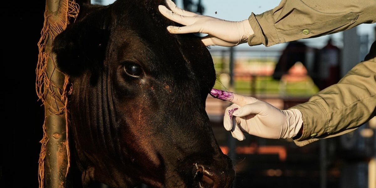 Mexico Resumes U.S. Livestock Exports Under Strict Screwworm Controls