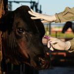 Mexico Resumes U.S. Livestock Exports Under Strict Screwworm Controls Mexico Resumes U.S. Livestock Exports Under Strict Screwworm Controls