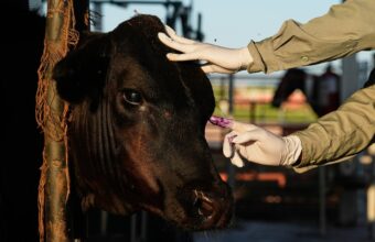 Mexico Resumes U.S. Livestock Exports Under Strict Screwworm Controls