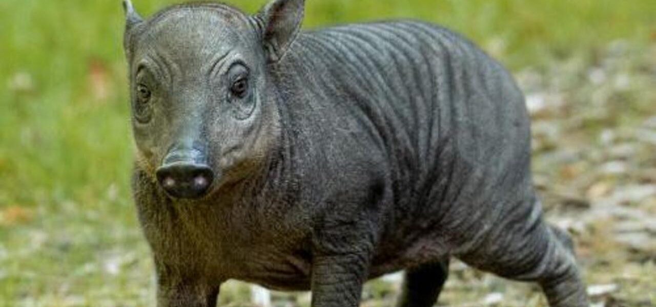 Tiny Piglet the Size of a Grapefruit Born at Zoo, Offers Hope for Endangered Species Tiny Piglet the Size of a Grapefruit Born at Zoo, Offers Hope for Endangered Species