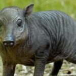 Tiny Piglet the Size of a Grapefruit Born at Zoo, Offers Hope for Endangered Species Tiny Piglet the Size of a Grapefruit Born at Zoo, Offers Hope for Endangered Species