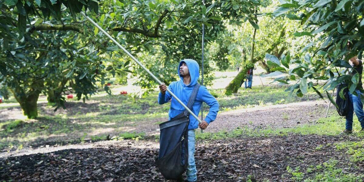 Mexican Avocado Exports to US Resume Amid Ongoing Security Concerns Mexican Avocado Exports to US Resume Amid Ongoing Security Concerns