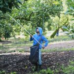 Mexican Avocado Exports to US Resume Amid Ongoing Security Concerns