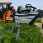 Climate Change Forces Early Grape Harvests Across Europe