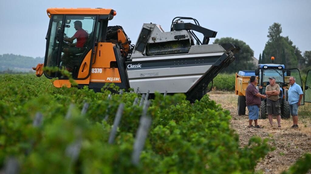 Climate Change Forces Early Grape Harvests Across Europe Climate Change Forces Early Grape Harvests Across Europe