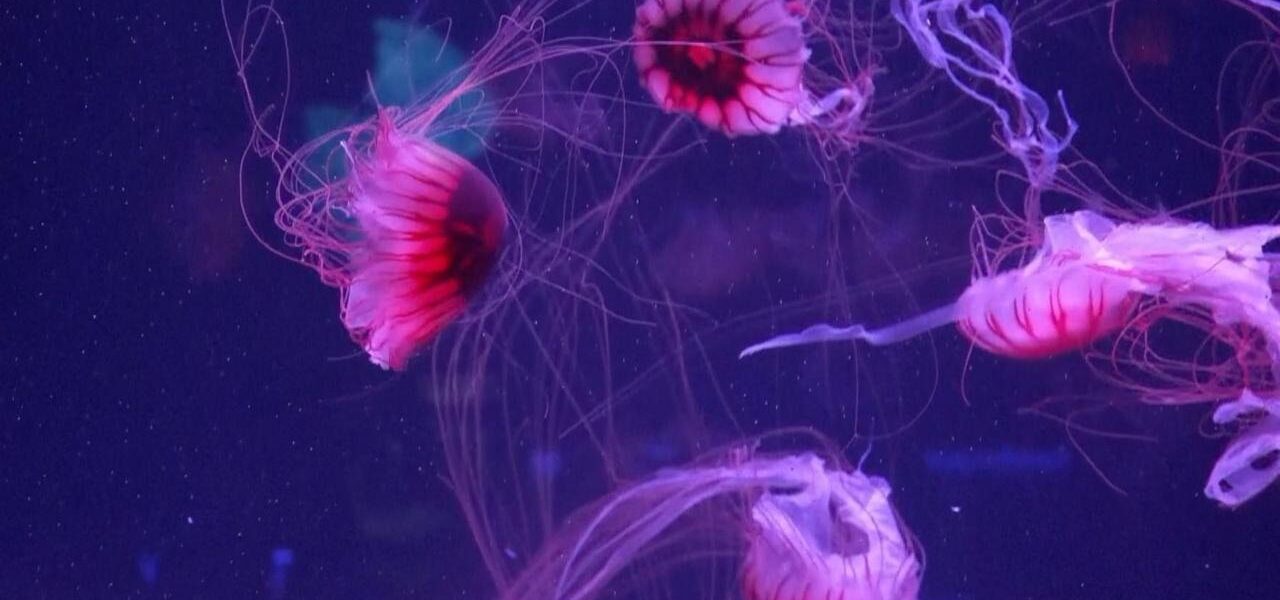 US’s First Jellyfish Museum Opens in Florida, Captivates Visitors