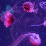 US’s First Jellyfish Museum Opens in Florida, Captivates Visitors US’s First Jellyfish Museum Opens in Florida, Captivates Visitors