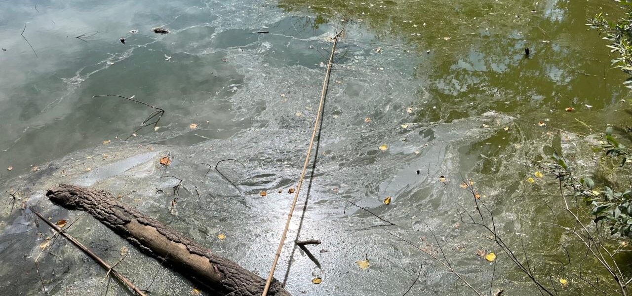 Saumarez Park Pond Restoration to Cost £100k Amid Prolonged Dry Weather Saumarez Park Pond Restoration to Cost £100k Amid Prolonged Dry Weather