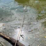 Saumarez Park Pond Restoration to Cost £100k Amid Prolonged Dry Weather Saumarez Park Pond Restoration to Cost £100k Amid Prolonged Dry Weather