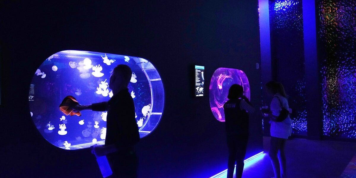 First US Jellyfish Museum Opens, Featuring Hypnotic Marine Predators First US Jellyfish Museum Opens, Featuring Hypnotic Marine Predators