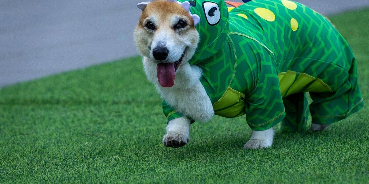 Corgis Compete in International Race: Speed, Barks, and Sniffs Corgis Compete in International Race: Speed, Barks, and Sniffs