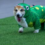 Corgis Compete in International Race: Speed, Barks, and Sniffs Corgis Compete in International Race: Speed, Barks, and Sniffs