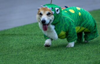 Corgis Compete in International Race: Speed, Barks, and Sniffs
