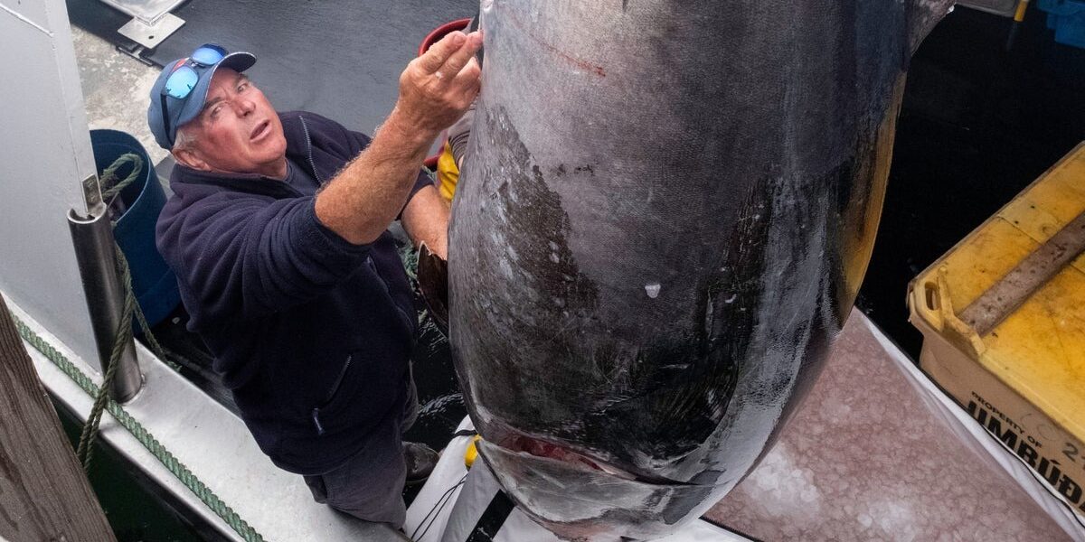 Rare Bluefin Tuna Caught in North Sea After 84 Years
