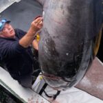 Rare Bluefin Tuna Caught in North Sea After 84 Years Rare Bluefin Tuna Caught in North Sea After 84 Years