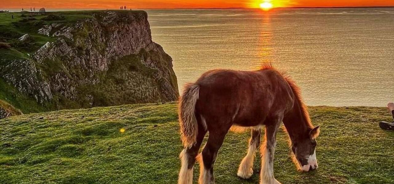Cliff Horses Removed from Rhossili Common After Over a Century