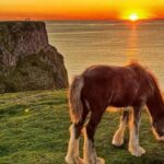 Cliff Horses Removed from Rhossili Common After Over a Century Cliff Horses Removed from Rhossili Common After Over a Century