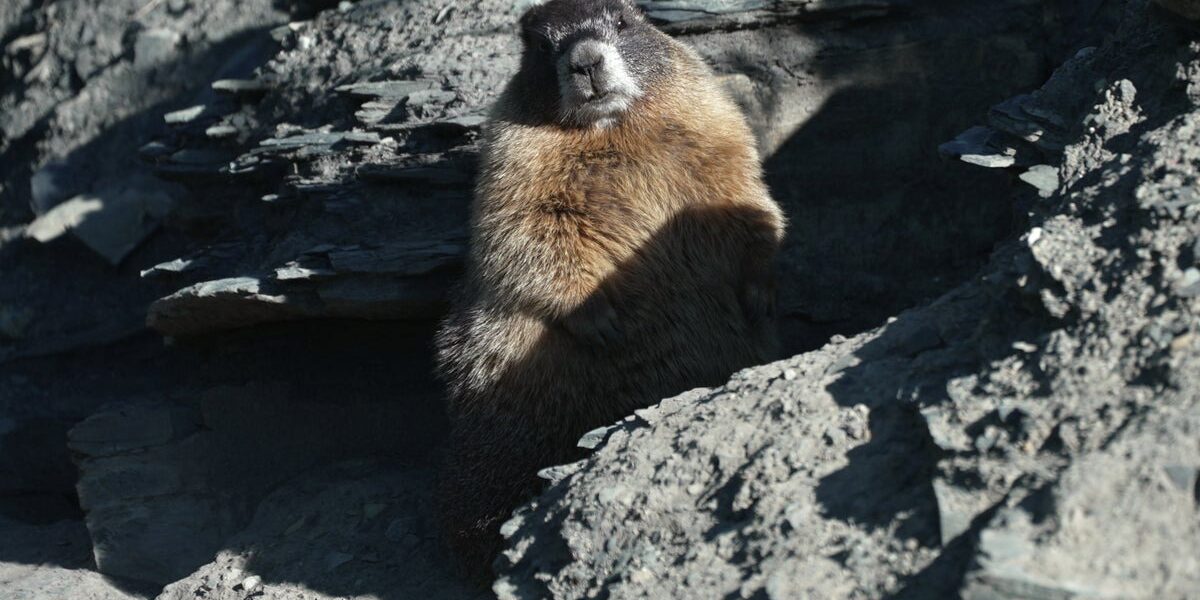 Scientists Use OnlyFans and ‘Fat Marmot Week’ to Fund Research Amid Federal Cuts Scientists Use OnlyFans and ‘Fat Marmot Week’ to Fund Research Amid Federal Cuts