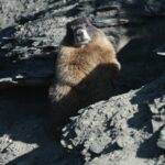 Scientists Use OnlyFans and ‘Fat Marmot Week’ to Fund Research Amid Federal Cuts Scientists Use OnlyFans and ‘Fat Marmot Week’ to Fund Research Amid Federal Cuts