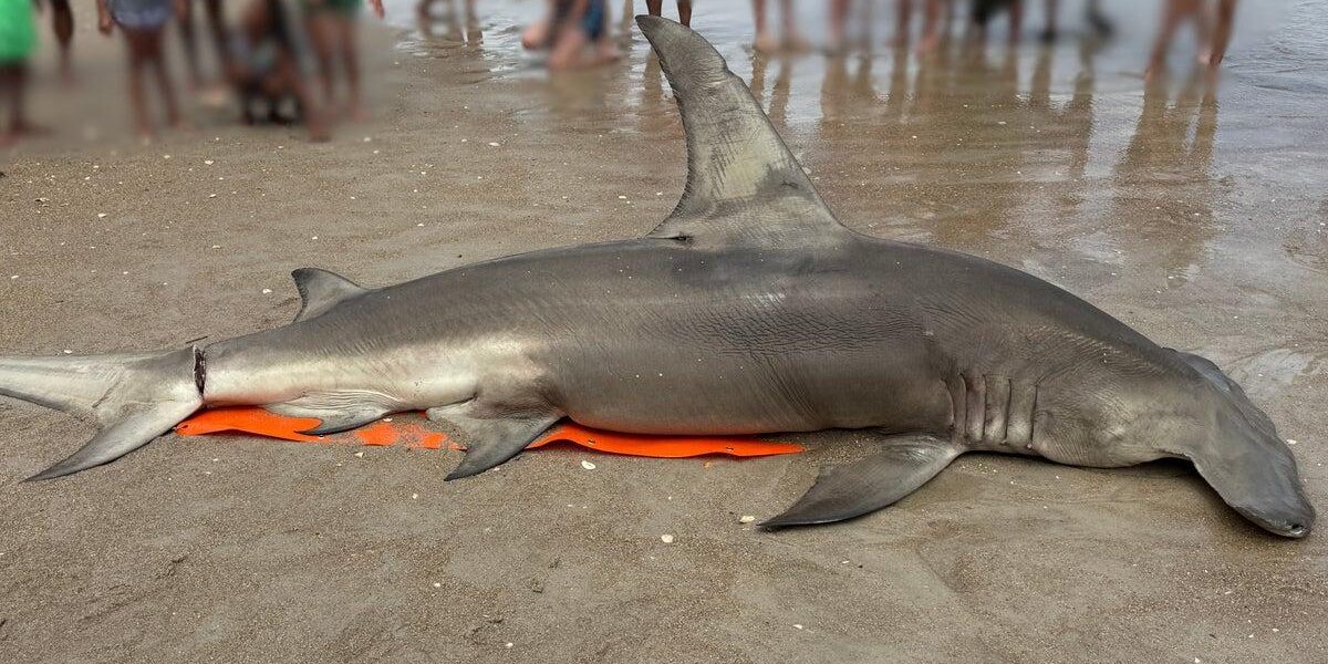 Uncertainty Surrounds Death of Great Hammerhead Shark Found on North Carolina Beach