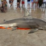 Uncertainty Surrounds Death of Great Hammerhead Shark Found on North Carolina Beach Uncertainty Surrounds Death of Great Hammerhead Shark Found on North Carolina Beach