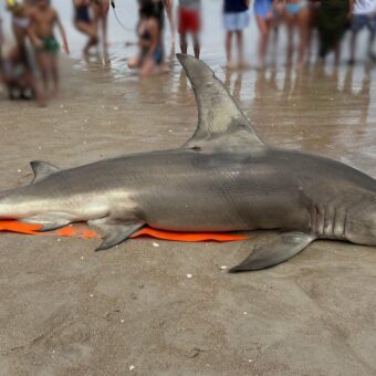 Uncertainty Surrounds Death of Great Hammerhead Shark Found on North Carolina Beach Uncertainty Surrounds Death of Great Hammerhead Shark Found on North Carolina Beach