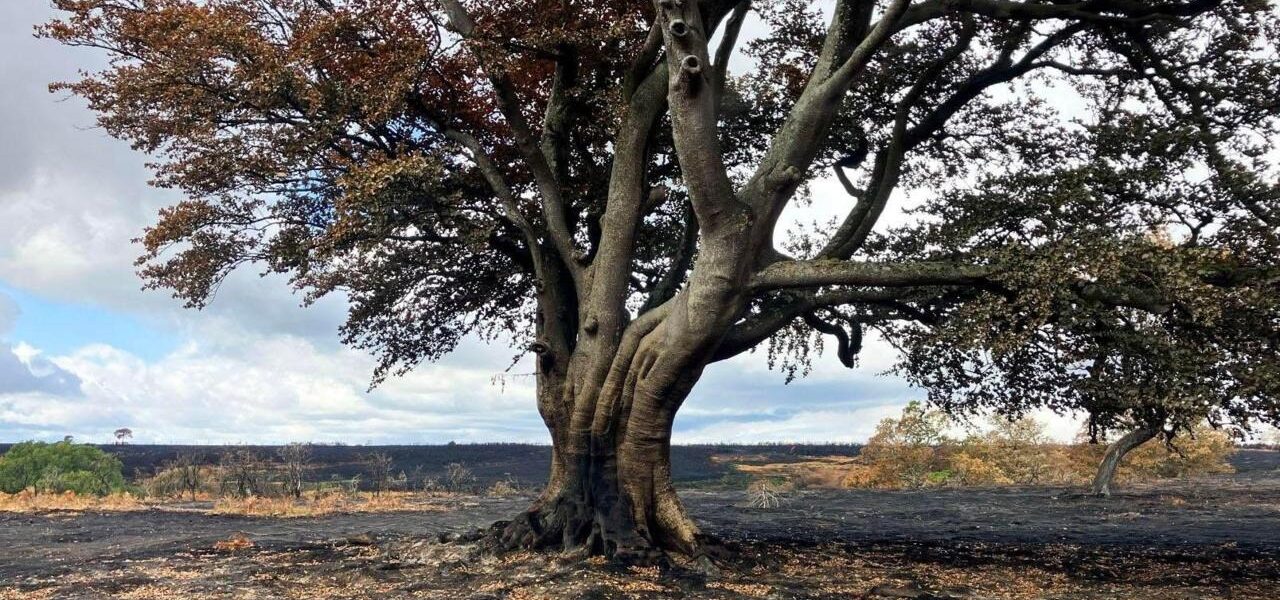A31 Wildfire Ravages Wildlife and Ancient Trees in Devastating Blaze A31 Wildfire Ravages Wildlife and Ancient Trees in Devastating Blaze