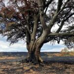A31 Wildfire Ravages Wildlife and Ancient Trees in Devastating Blaze A31 Wildfire Ravages Wildlife and Ancient Trees in Devastating Blaze